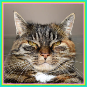 Evil Cat